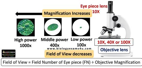 field of view for microscope